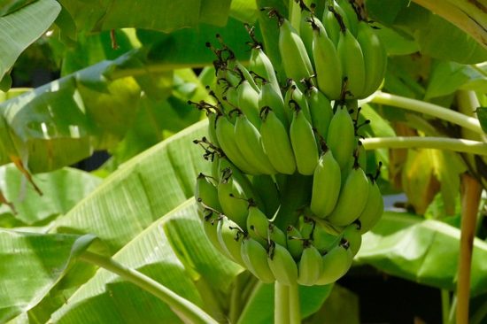 Cultivo de plátano en Guatemala