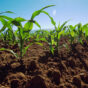 agricultura guatemalteca