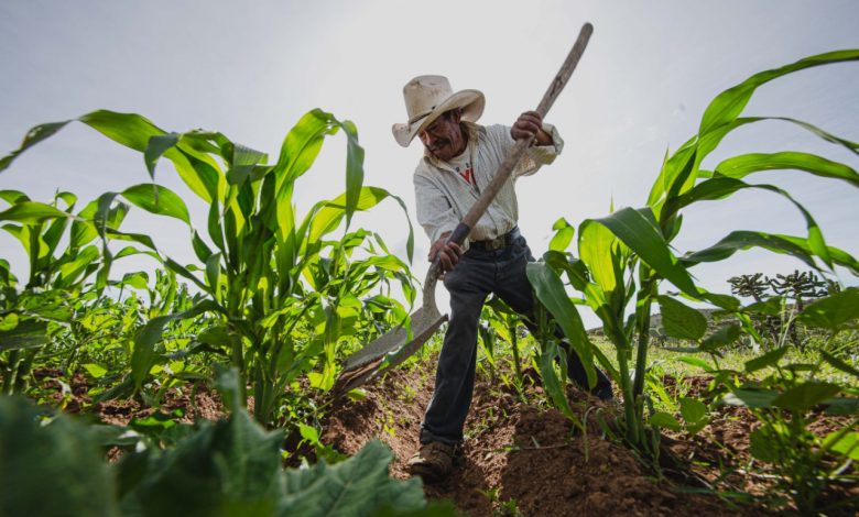 Desafíos de la agricultura en Guatemala _ señor 