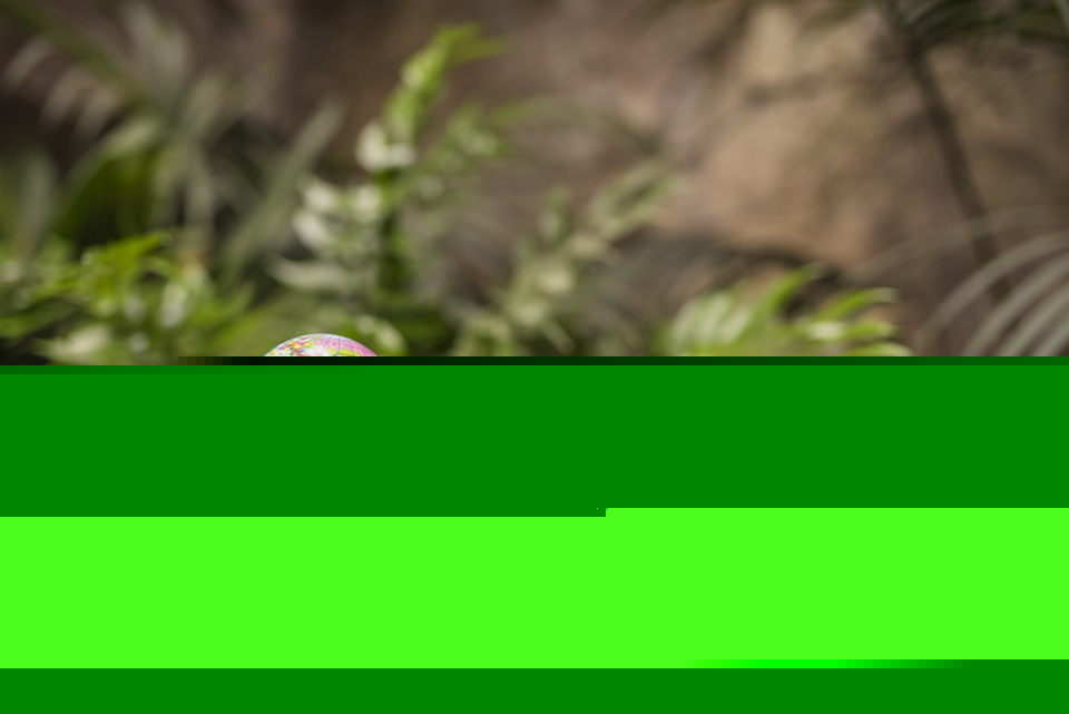 Importancia del medioambiente