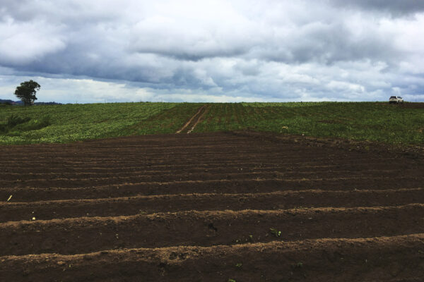 Sistemas agrícolas