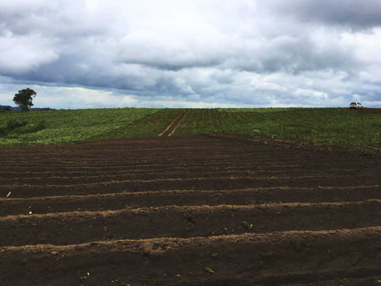 Pérdida de biodiversidad en los sistemas agrícolas