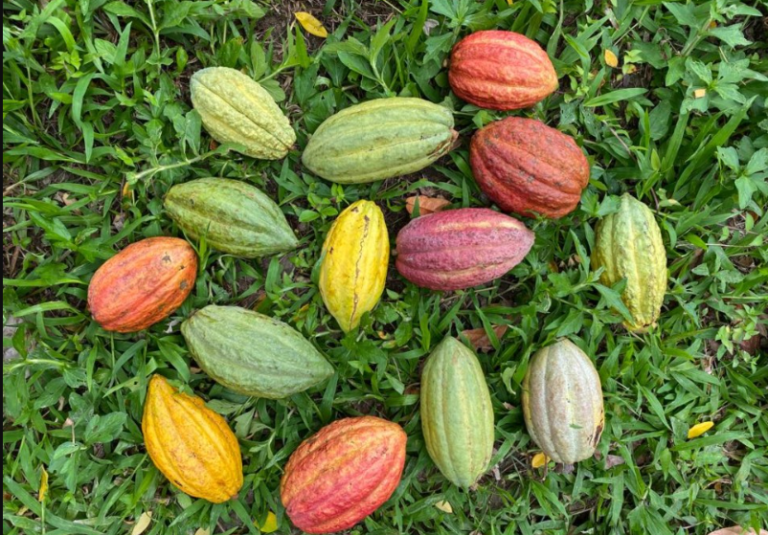 El potencial de la industria del cacao guatemalteco en los mercados internacionales