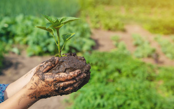 Agricultura de conservación