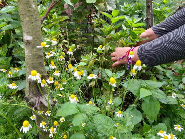 Plantas medicinales: oro verde centroamericano