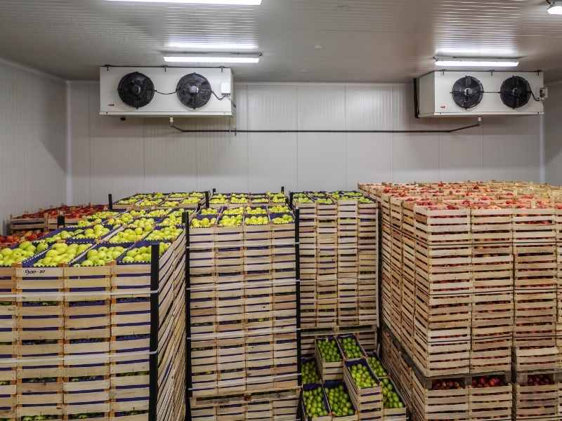 Cámara de refrigeración con frutas en tarimas de madera como parte de la cadena de frío de alimentos.