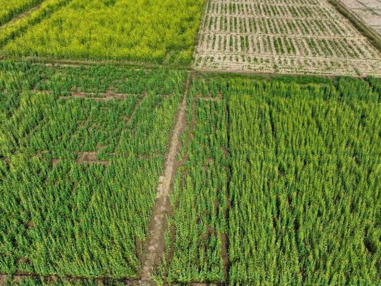 Restauración de suelos agrícolas con enfoque regenerativo