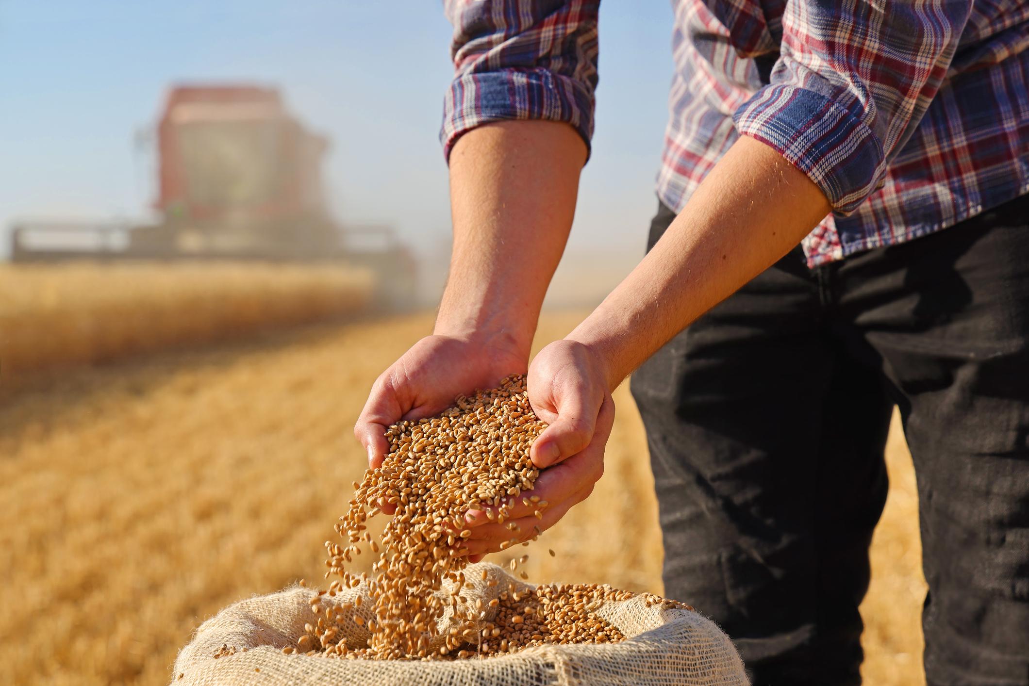 Agricultor trabajando en un campo de trigo durante la cosecha de materias primas destinadas a la producción alimentaria.
