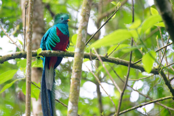 Quetzal en Guatemala