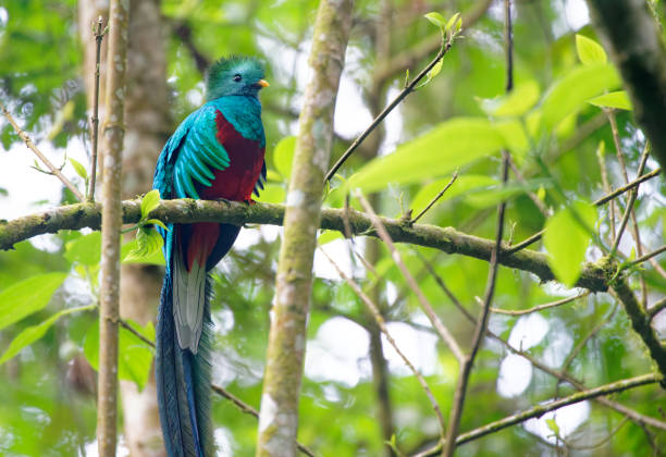 Quetzal en Guatemala